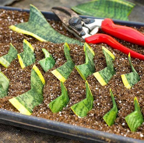 Snake plant propagation. Things To Know About Snake plant propagation. 