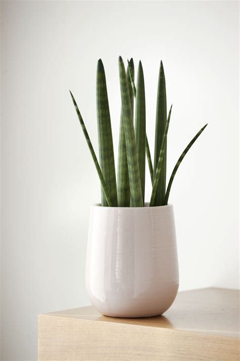 Snake plant safe for cats. Feb 8, 2024 ... A: Yes, the snake plant is toxic to pets, due to containing saponins in their leaves. They cause mild or moderate toxicity if ingested in small ... 