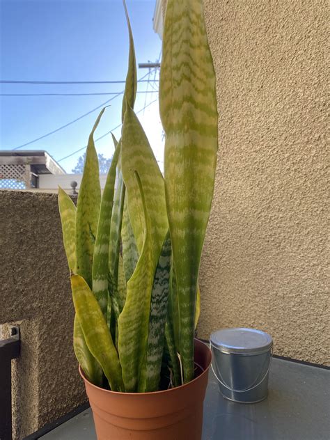 Snake plant turning yellow. Why Is My Rattlesnake Plant Turning Yellow? Rattlesnake plants are one of the many tropical plants whose leaves naturally age and fall off. After growing a certain amount of new leaves, you may notice that the oldest leaves start to yellow and eventually drop off of the plant. The aging process of the leaves is … 