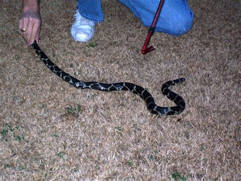 Snake removal gastonia nc. Things To Know About Snake removal gastonia nc. 