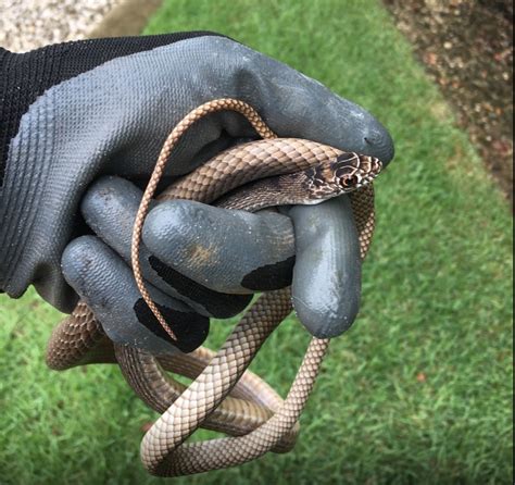 You don’t need to look any further if you are looking for a professional snake removal company in Rock Hill, South Carolina. We can handle everything, from snake control to …. 