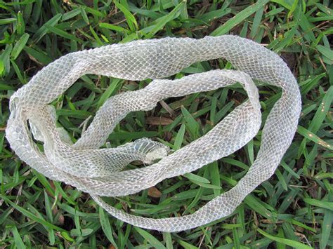 Snake skin shedding. Learn how snakes shed their skins, why some sheds are incomplete, and how to prevent or treat dysecdysis. Find out the signs of an impending shed, the factors that affect … 
