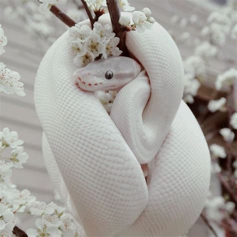 Snake wallpaper cute. Things To Know About Snake wallpaper cute. 