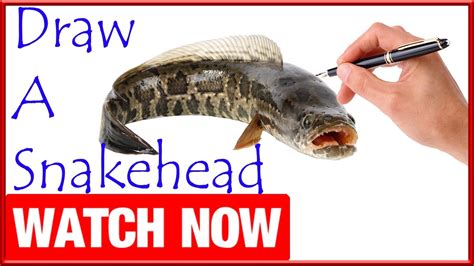 Snakehead Drawing