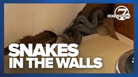 Snakes in the walls: A slithery surprise for a Centennial home buyer, a month after closing