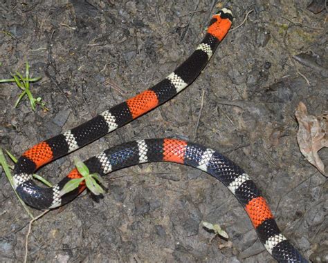 Snakes of Trinidad and Tobago