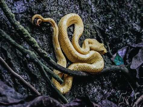 Snakes on island. Things To Know About Snakes on island. 