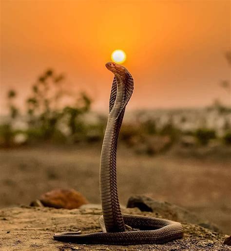 Snakesatsunset. 15 thg 6, 2016 ... Reptile Breeder Horror Stories and Reviews — Opinion on Snakes at Sunset? Biggest thing I ... 