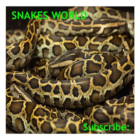 Snakesworld. Things To Know About Snakesworld. 