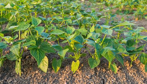 Snap Bean Production - Penn State Extension