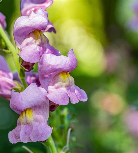 Snapdragon care. These easy to care for plants bloom all season long and offer grape scented flowers. The Angelonia hybrid grows in zones 10-11 and is a great accent plant for landscaping areas. The Angelface Blue Summer Snapdragon likes full sun and is heat/drought tolerant. This easy to care for plant adds a striking vertical accent to … 