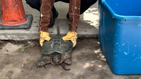 Snapping turtle considers laying eggs in Westminster neighborhood