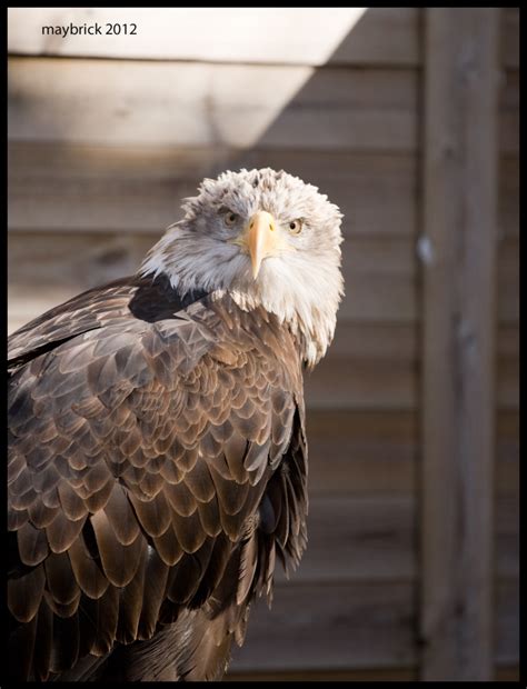 Snappy's bald eagle. Things To Know About Snappy's bald eagle. 