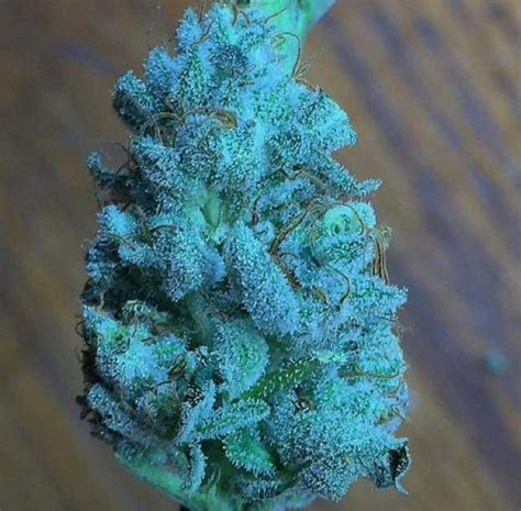 Frost Monster formerly Gabriola. A Broken Coast original with a unique look & smell. Dense, beautifully coloured emerald green buds with a thick frosting of trichomes. Frost Monster is the most uniquely structured flower grown by Broken Coast, dense yet fox tailed, and so thickly covered in trichomes our growers named her Frost Monster.. 