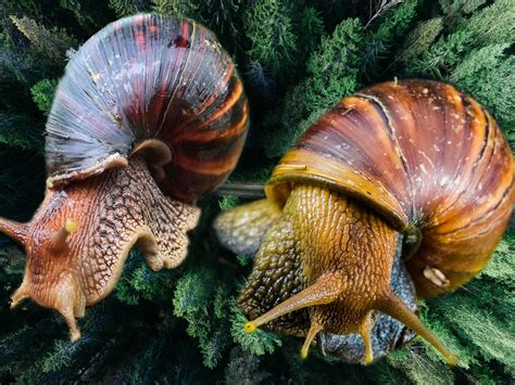 Snials. When it rains, the Partula snail comes out at night to eat and mate. This snail is a hermaphrodite with both female and male sexual organs. If it cannot find a partner, the snail can self ... 