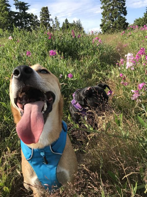 Sniff spots for dogs. Alex Wiltschko has what he thinks is a big idea. He wants to build a company that digitizes scent, and Google's venture unit, GV, wants to help him do it. Alex Wiltschko has what h... 