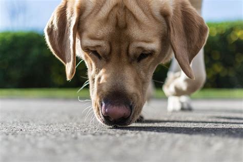 Sniffing Dogs