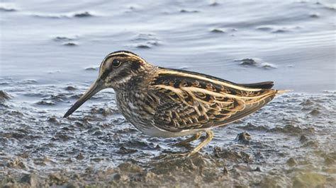 Snipe The Wildlife Trusts