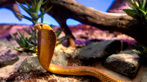 Snnaaake! South African pilot finds deadly cobra under his seat while inflight