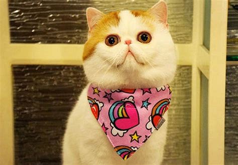 Sno0Py Kitten Onlyfans Leak 😈 [HD]