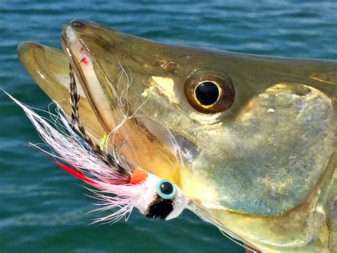 Snook A Roo — Henry Fly Fishing