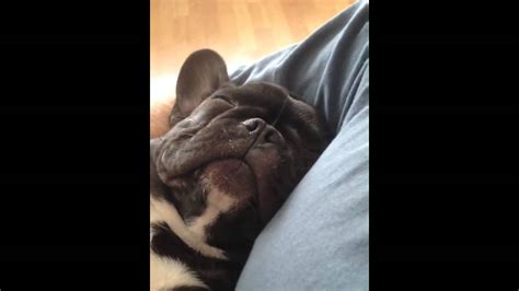 Snoring Bulldog Puppy