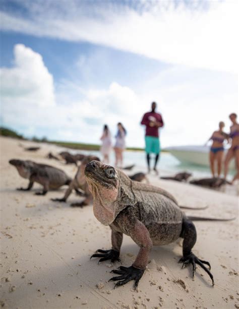 Snorkel gear - Great Exuma Forum - Tripadvisor