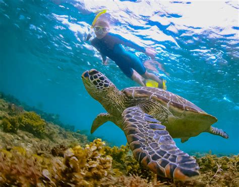 Snorkel oahu. The 10 Best Oahu Snorkeling Tours to Check Out. Oahu has tons of great snorkeling spots to enjoy, from the North Shore to Waikiki. Here are some of the best Oahu snorkeling tripsto see all the beautiful tropical fish and marine life. 1. Turtle Canyon Catamaran Snorkel Cruise. 
