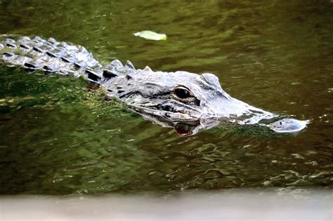 Snorkeler bitten by 7-foot alligator while swimming in Central Florida spring