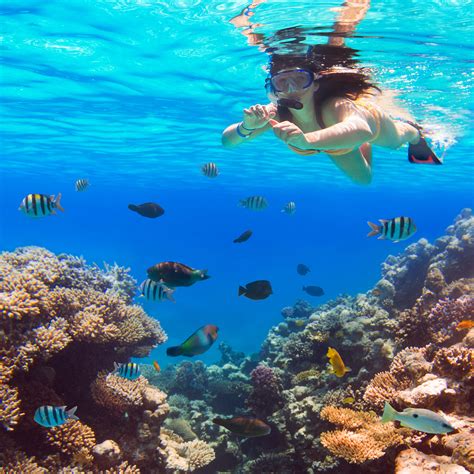 Snorkeling hawaii oahu. 2023 Reader's Choice Awards for 5 Best Snorkeling in Oahu · 1. Best Snorkeling in Oahu: Hanauma Bay Nature Preserve · 2. Best Snorkeling in Oahu: Waimea Bay &midd... 