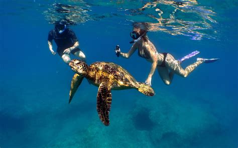 Snorkeling in honolulu. Discover the best places to snorkel in Oahu, from the North Shore to the East Coast, with clear waters, coral reefs and marine life. Learn about the best time, tips and safety for … 