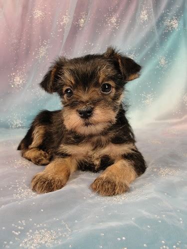 Snorkie Puppy Breeder