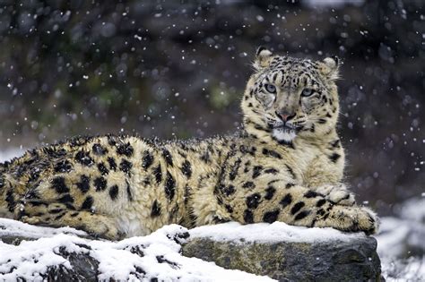Snow Leopard Battle