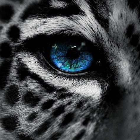 Snow Leopard Blue Eye