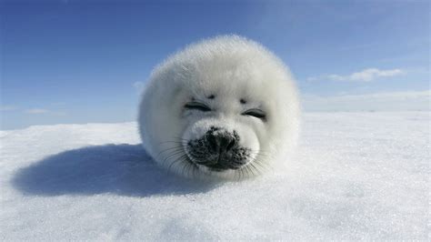 Snow Seals Animals Backgrounds