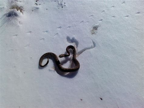 Snow snake. Things To Know About Snow snake. 
