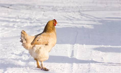 Snow.Chicken Onlyfans Leak 💦 [PPV]