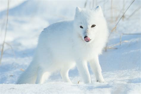 Snow.fox_. Fur coats. People are born with various skin, hair, and eye colors, but arctic foxes come in just two colors: white or “blue.”. In the winter, white foxes are almost entirely white, and blue foxes are pale bluish gray. They change color with the seasons. In the summer, white foxes turn mostly brown, and blue foxes turn dark bluish gray. 
