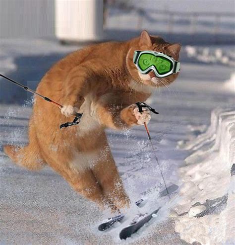 Snowboarding Cat Memes