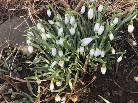 Snowdrops Walk at Thorpe Hall, near Rudston this weekend…