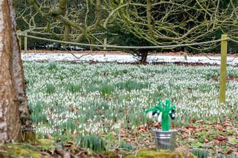 Snowdrops are amazing - Gunby Hall and Gardens - Tripadvisor