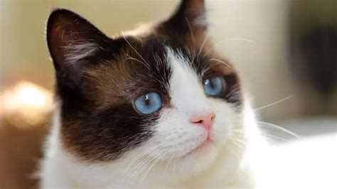 Snowshoe cat price. Things To Know About Snowshoe cat price. 