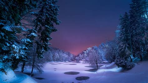 Snowy Forest Night