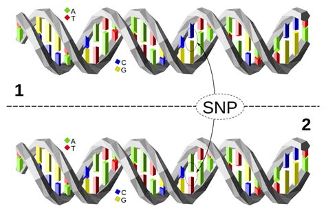 Snpla - Nucleotide. The Nucleotide database is a collection of sequences from several sources, including GenBank, RefSeq, TPA and PDB. Genome, gene and transcript sequence data provide the foundation for biomedical research and discovery.