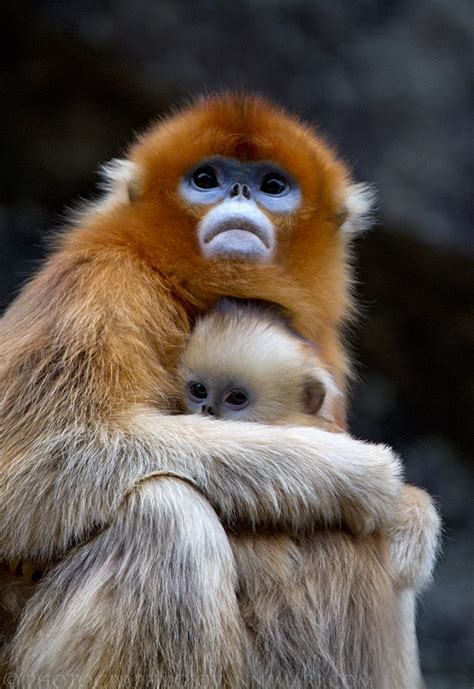 Snub-nosed monkey - Wikipedia