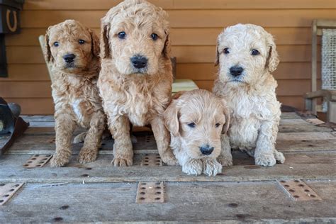 2.4K views, 72 likes, 32 loves, 14 comments, 4 shares, Facebook Watch Videos from So Lucky Farm Goldendoodles: In case anyone was wondering which puppies are naughty the answer is option D: All of... In case anyone was wondering which puppies are naughty the answer is option D: All of the above. 😂 Pupdates coming soon! ♥️🐾🌷 | By So .... 