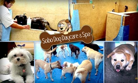 SoBo Doggie Daycare & Spa Baltimore MD