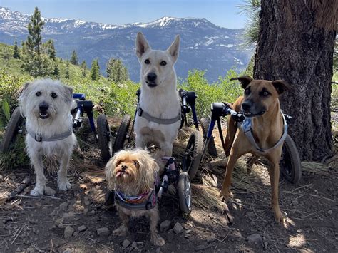 SoCal disabled dog crew to be featured in charity calendar, receive special honor