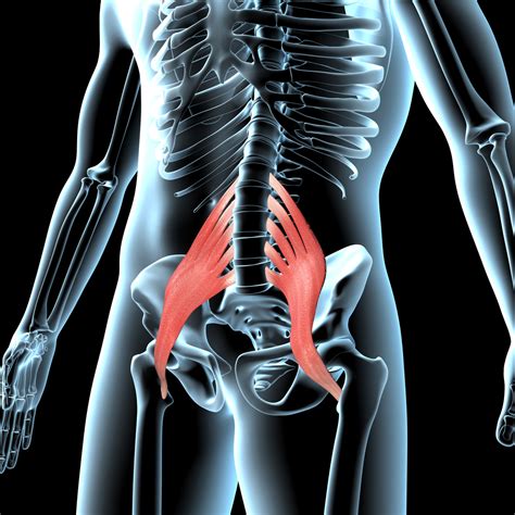 Soax muscles. Computed tomography (CT)-measured psoas muscle thickness standardized for height (PMTH) has emerged as a promising predictor of mortality. The study aimed to investigate whether PMTH could ... 
