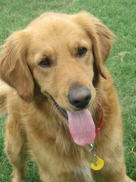 Socal golden retriever rescue. Dark Golden Retriever puppies that have full, solid colored coats from root to tip often retain the color specifics in adulthood. Puppies with different colored undercoats or hair ... 